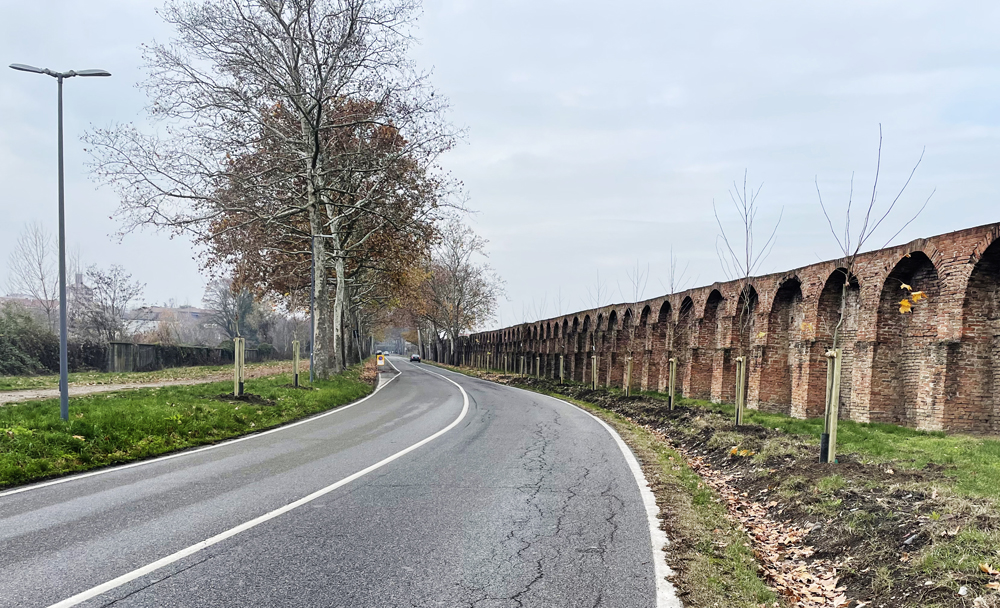 Nuovi platani lungo viale Tramello