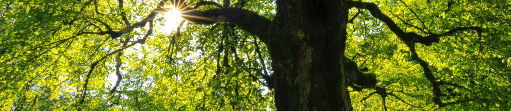 Tronco e fronde albero