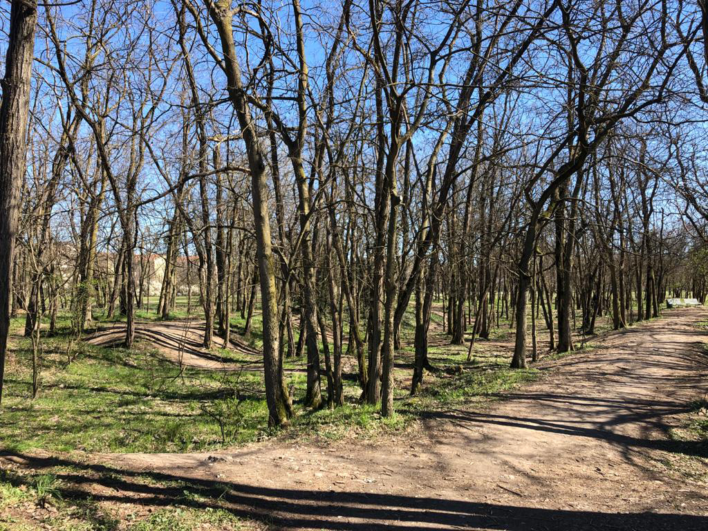 Alberi curati Parco della Galleana